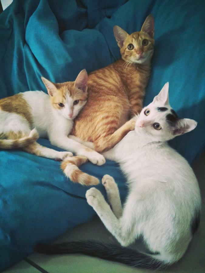 Хостел Cat Japanese Only At Uh Huh House Cebu Екстер'єр фото